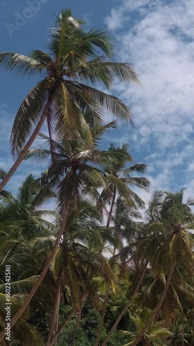 Drone Glides Through Tall Tropical Palm Trees Under Blue Sky In Sri Lanka