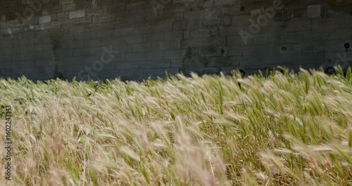 Captivating journey through golden fields swaying gently in the breeze near an old stone wall during a warm afternoon
