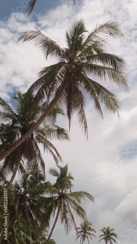 Wallpaper Mural Drone Captures Close-Up Of Swaying Coconut Palm Tree Against Blue Sky Torontodigital.ca