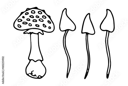 Fly agaric mushrooms. Botanical vector illustration. Black outline graphic in doodle style. Hand drawn line art for herbal themes, seasonal holidays. Halloween, Thanksgiving