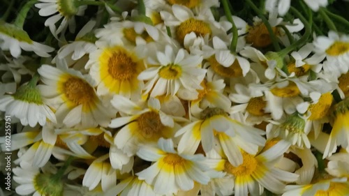 A handful of daisies falls slowly onto a bright blue surface, slow motion.