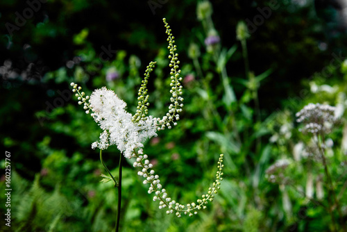Blühende Traubensilberkerze , Acetea- Racenosa