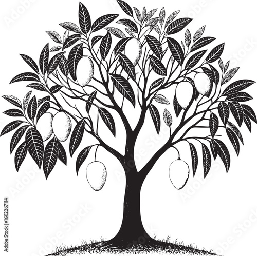Black and white mango tree with fruit leaves branches