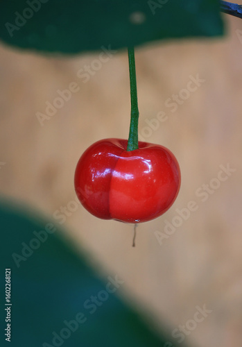 A ripe, red cherry berry hangs on a tree. Selective focus.