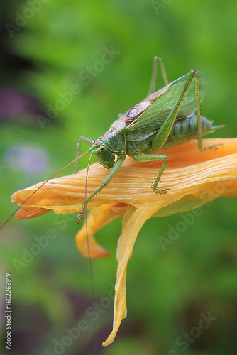 A green locust is sitting on a flower. Soft focus.