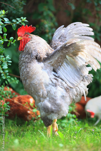 A gray rooster on a farm, spreading its wings on a sunny day. Soft focus. Good morning.