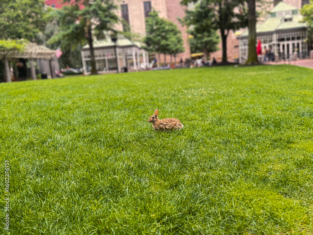 Obraz premium Wild brown rabbit standing on fresh green lawn in city park