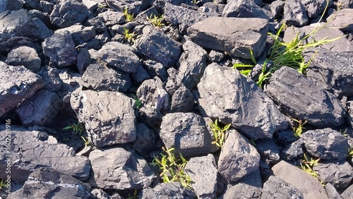 A close-up of dark gray rocks scattered across the ground, with small green plants growing between them, showcasing nature's resilience in a rugged environment