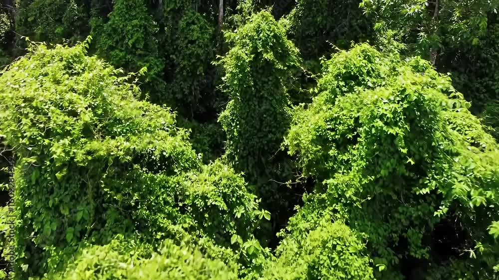 Dense green leafy forest covers trees and bushes in verdant bright hues Dense green leafy forest covers trees and bushes in verdant bright hues