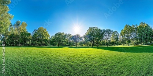 Sunny day in a green park with tall trees, lush grass, and a bright blue sky.