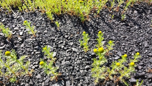A close-up view of small yellow flowers growing among gray gravel and rocks, with green foliage spreading across a natural, rocky ground surface