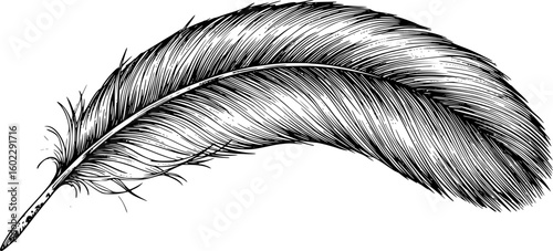 a single feather, detailed ink drawing, monochrome, intricate feather texture, light background,
