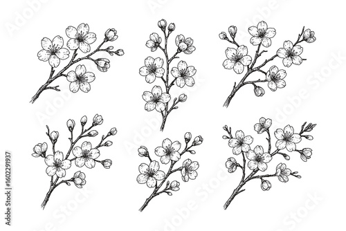 Vintage black and white sakura branch sketch set with different shapes and blooming flowers in elegant line art style.