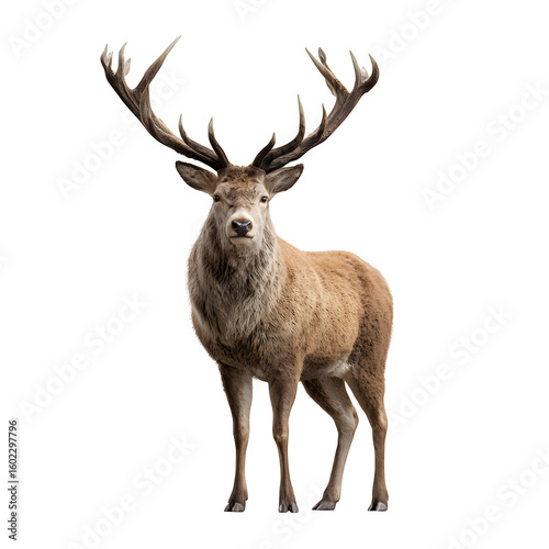 Majestic stag deer with large antlers standing tall and  noble posture and natural fur tone and  isolated white background Batch  realistic clean bright simple modern stock image isolated on plain bac