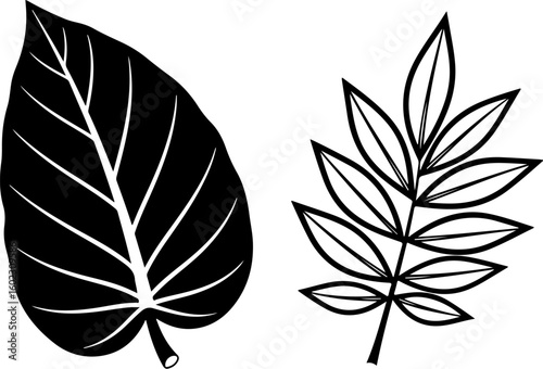 Vector art of two contrasting leaf silhouettes one large and veined the other a compound leaf isolated on white background