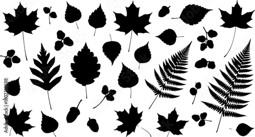 Vector art of an assortment of autumn leaf and acorn silhouettes including maple and fern varieties isolated on white background