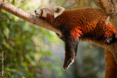 Red panda (Ailurus fulgens) resting on a tree branch, endangered mammal from the Himalayas and East Asia