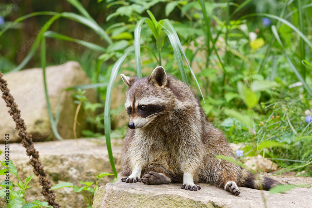 Naklejka premium Raccoon (Procyon lotor) sitting on a stone in natural habitat, wild mammal in forest environment