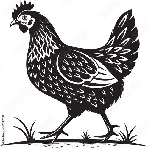 Black hen walking in grass chicken fowl