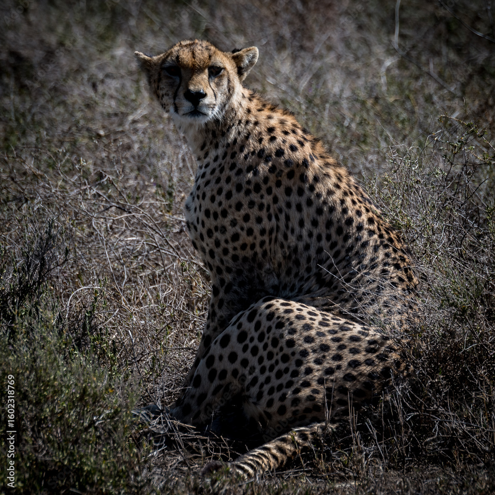 Fototapeta premium Tansania 2017