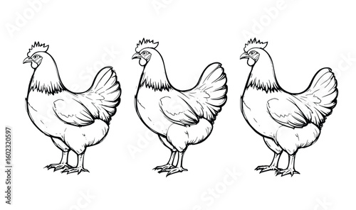 Farm bird trio sketch vector of rooster and chickens, great for coloring, learning and farm designs
