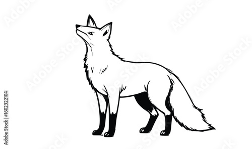 Fox Line Drawing – Minimalist Forest Animal Sketch Looking Up