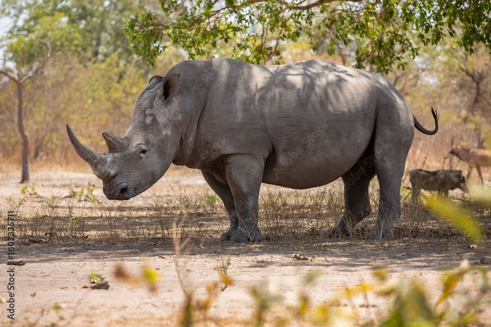 Obraz premium Rhinoceros in a Savanna landscape.