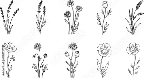 Black And White Flowers Line Drawings Set