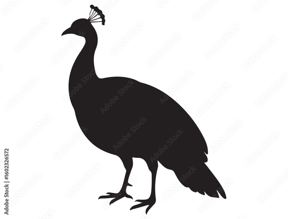 Fototapeta premium PEACOCK SILHOUETTE