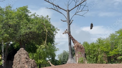 A giraffe stands beside a tall artificial tree structure in a zoo enclosure surrounded by lush greenery