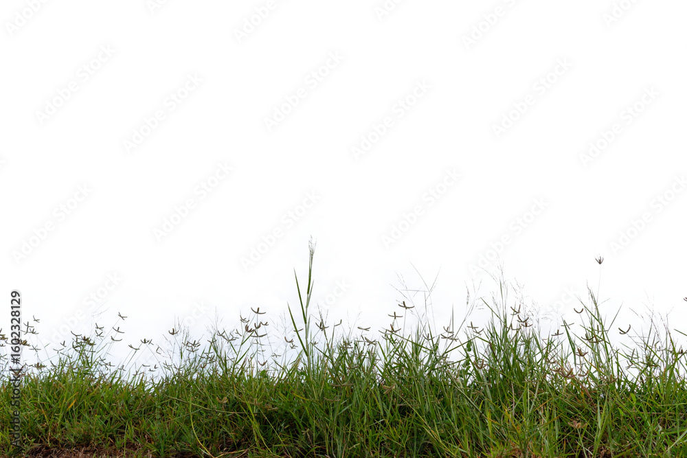 Fototapeta premium Grass isolated on white background,