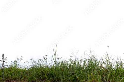 Grass isolated on white background,
