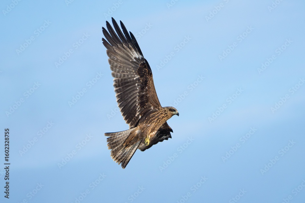 Obraz premium Majestic Bird of Prey in Flight