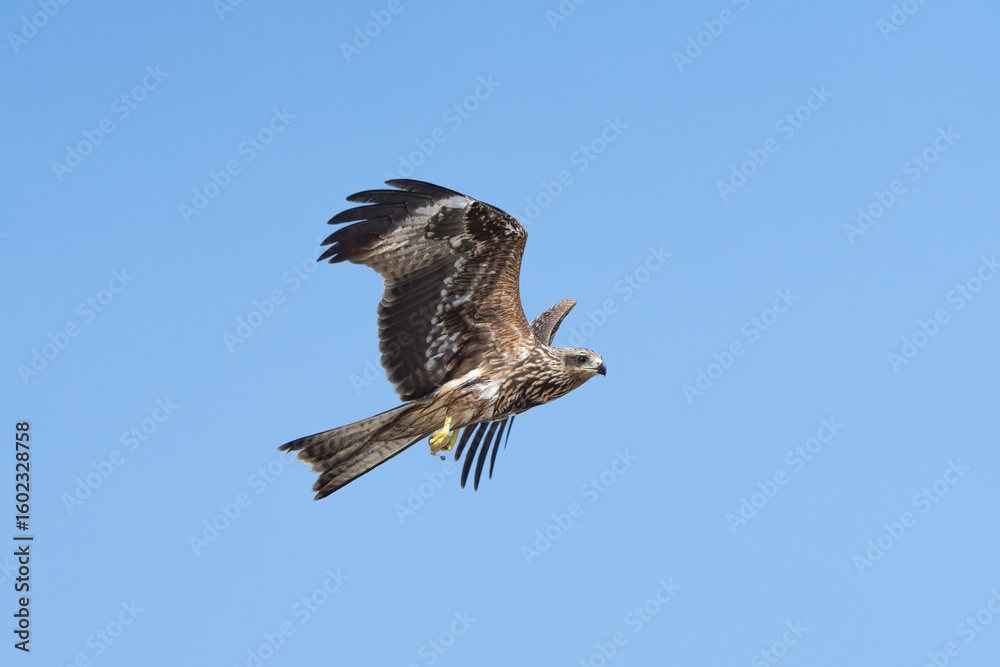 Obraz premium Majestic Hawk in Flight