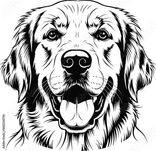 A detailed monochrome line art illustration of a golden retriever dog head on a white background