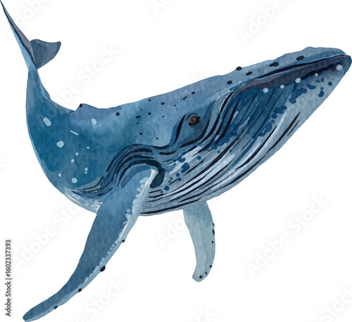 whale drawn for templates, watercolor style.