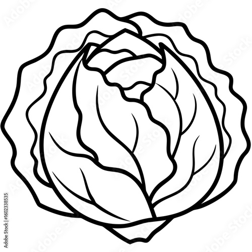 Cabbage  vector illustration perfect for posters, icon, t-shirts, cards, wall art prints and ai design.
