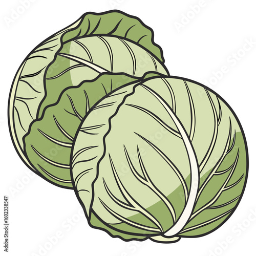 Cabbage  vector illustration perfect for posters, icon, t-shirts, cards, wall art prints and ai design.