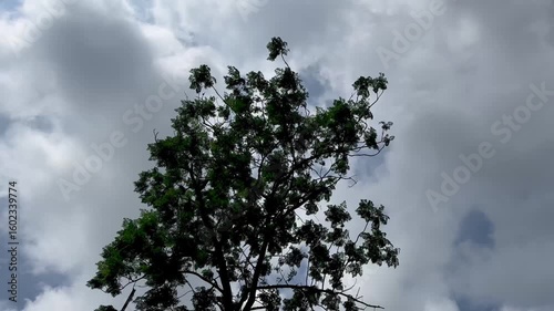 Blue Sky with Tree Tops – Peaceful Nature View in 4K