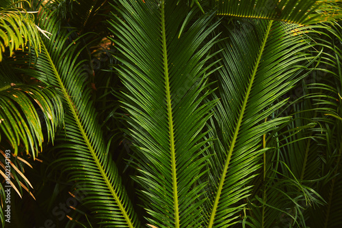 Photos Vibrant green sago palm fronds forming a dense, tropical background, showcasing lush botanical detail and natural textures