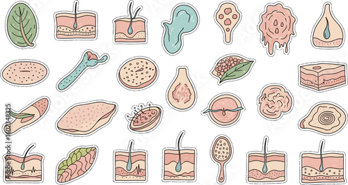 Illustration of skin, cells, and biological structures. Science, anatomy, biology, dermatology, histology, medicine, diagram, education, healthcare, research