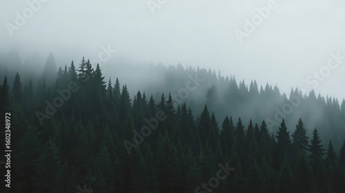 The scene features a mysterious, atmospheric pine forest with dark green trees and a soft mist, creating a symmetrical composition and moody atmosphere.