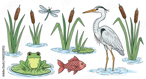 Pond ecosystem illustration shows wildlife habitat. Nature, wetland, animals, plants, environment, flora, fauna, aquatic, outdoors, cartoon, drawing, ecology, life