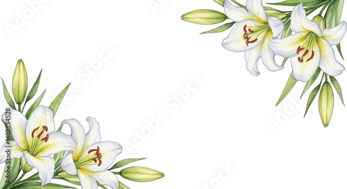 White lilies, green leaves in corners, dark background, floral