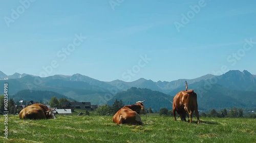 Scenic footage of cows resting and grazing on a green alpine pasture with majestic mountains in the background. Perfect for agricultural, rural lifestyle, and nature themes.