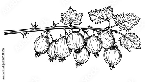 Sketch of gooseberries on a branch with thorns