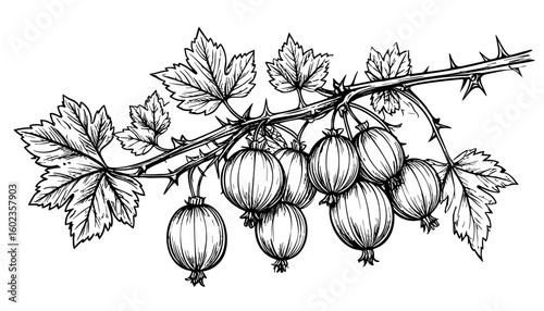 Sketch of gooseberries on a branch with thorns