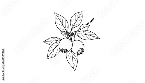 Line art of a blueberry branch with two berries and leaves