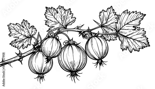 Sketch of gooseberries on a branch with thorns