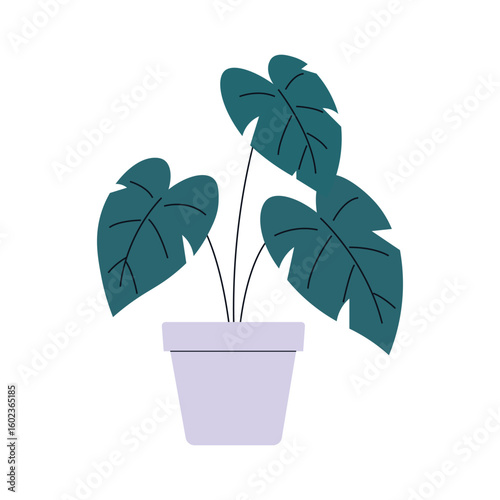 Monstera deliciosa houseplant in a pot vector illustration.
